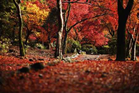 嵐山公園亀山地区