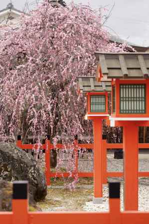 車折神社の枝垂れ梅