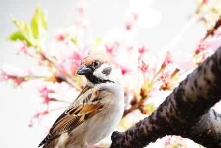 桜雀