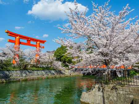 岡崎疏水の桜　～平安神宮大鳥居と共に～