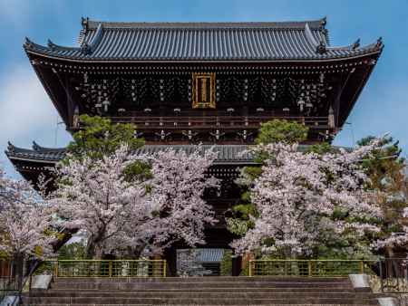 桜満開の金戒光明寺　