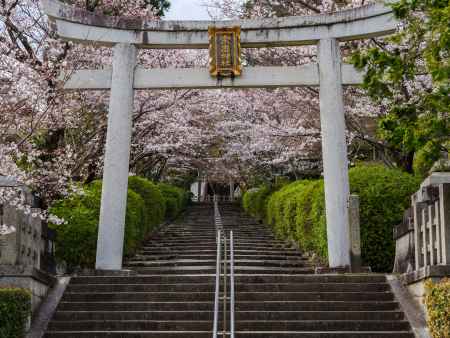 宗忠神社の桜　
