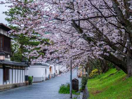 桜満開のねねの道