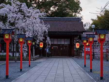 魁桜咲く夕暮れの平野神社