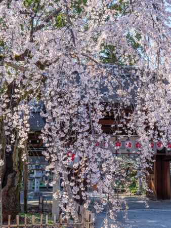 平野神社の「魁桜」