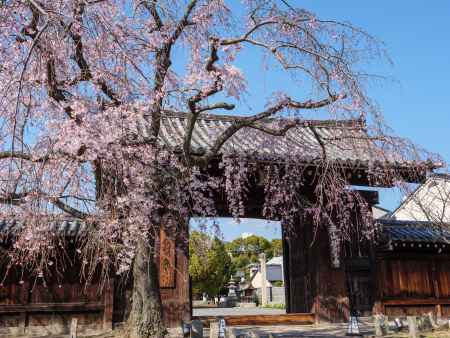 桜咲く妙覚寺