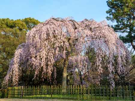 京都御苑「出水のしだれ桜」