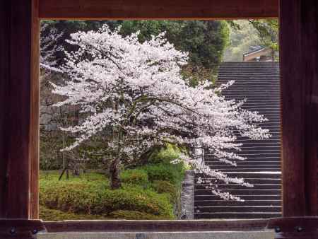 知恩院の桜➁