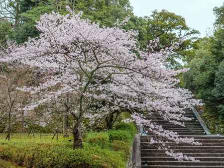 知恩院の桜①