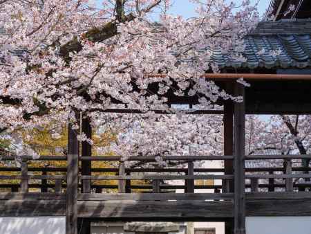 妙顕寺の桜