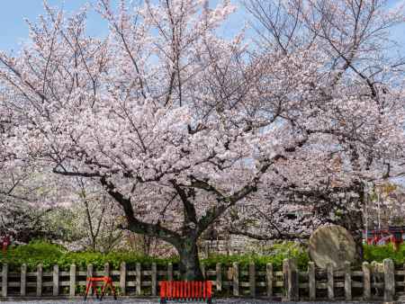 桜満開の六孫王神社