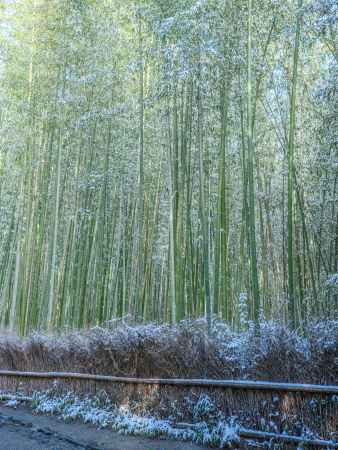 雪化粧の竹林