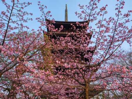 東寺五重塔と河津桜