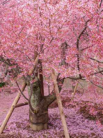 オカメ桜の花びら絨毯
