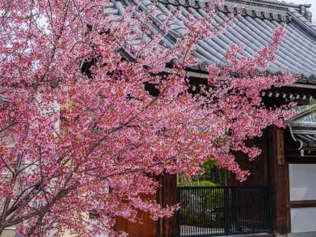 長徳寺の「オカメ桜」
