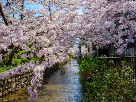 高瀬川の桜①