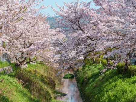 松ヶ崎疏水の桜➁