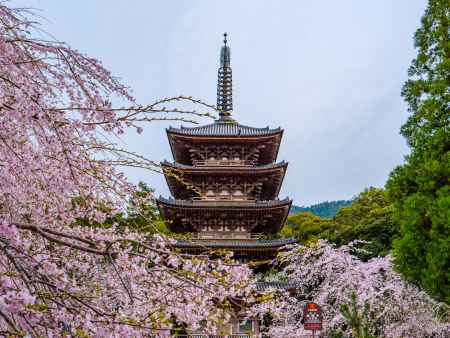 醍醐寺五重塔と桜⑤
