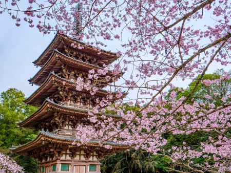 醍醐寺五重塔と桜④