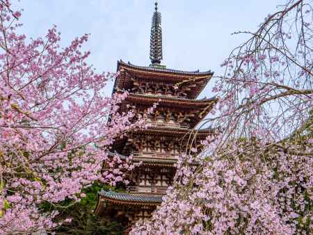 醍醐寺五重塔と桜➁