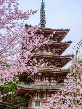 醍醐寺五重塔と桜①