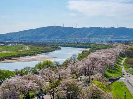 淀川河川公園　背割堤地区の桜➁