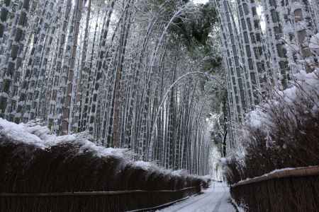 雪と竹