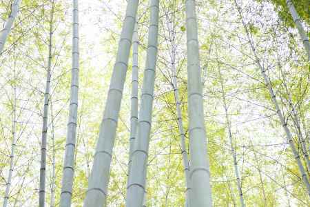 伏見稲荷　竹林を見上げる風景