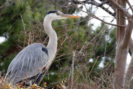 木の上のアオサギ。冬の風景