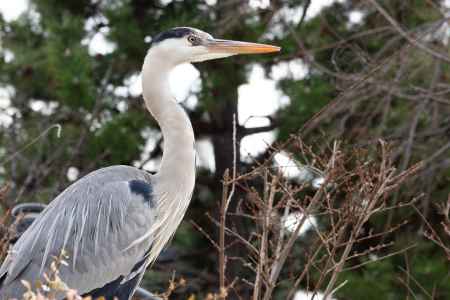 真っ直ぐ前方を見つめるアオサギ。冬の風景