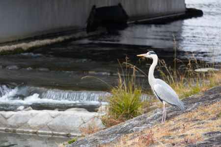 鴨川を見つめるアオサギ。冬の風景