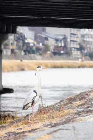 鴨川の土手を歩くアオサギ。冬の風景