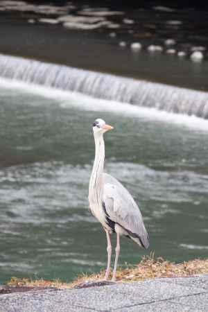 鴨川の土手からこちらを見つめるアオサギ。