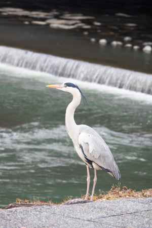 鴨川を見つめるアオサギ。鴨川に生息する野生動物。