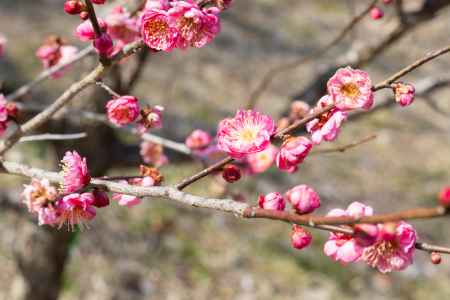 京都御所の咲き始めた梅
