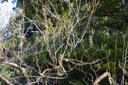 蕾をつけた梅の木。京都御所のウメ