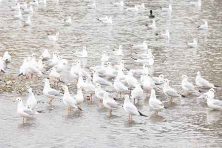 鴨川に集まるユリカモメの集団