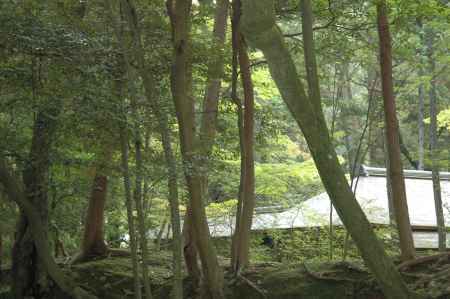 木々の奥に見える西芳寺