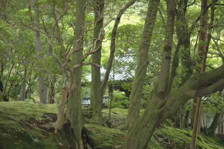 木々の奥に見える西芳寺総門