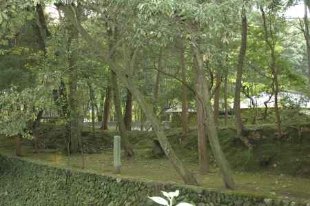 生い茂った木々の奥の苔寺