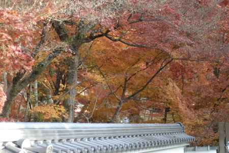 塀の屋根と紅葉