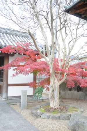 寂照院　境内の紅葉1