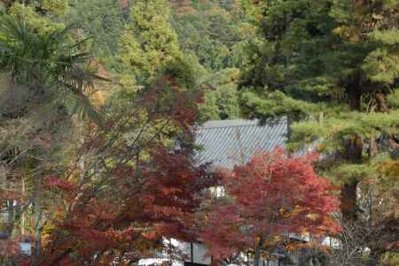 松の木と紅葉　永観堂