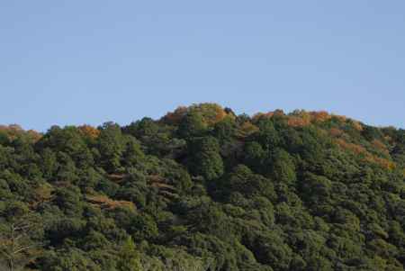 紅葉づいた山