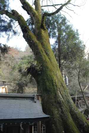 貴船神社の杉の木
