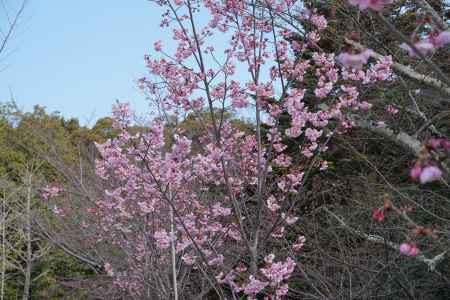 長岡天満宮　満開の陽光の桜３