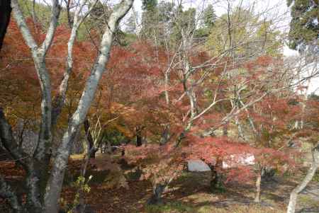 長法寺の庭の紅葉