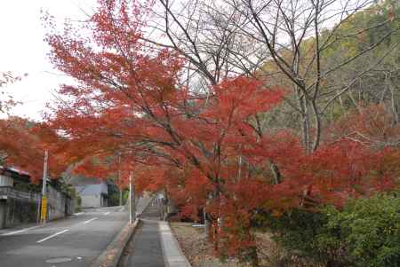 長法寺付近の紅葉