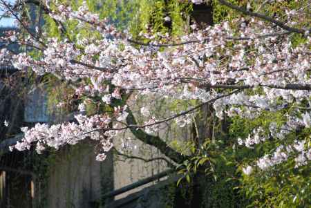 咲きほころぶ桜