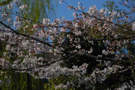 青空と桜